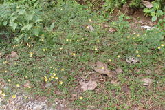 Sida rhombifolia subsp. retusa